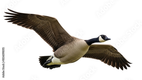 Canada goose flying PNG isolated on transparent background, waterfowl with black neck and brown body, migratory bird for wildlife and nature designs
