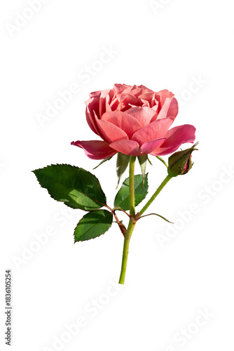 Pink rose branch isolated
