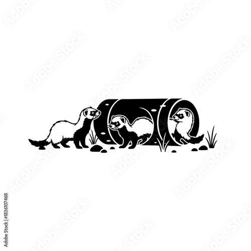 Three ferrets exploring minimal tunnel curious trio blue and orange