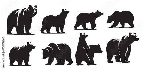 bear silhouette isolated on the white background