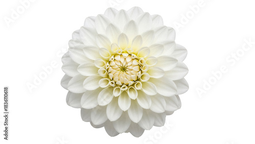 Cuadro en lienzo Elegant white dahlia flower PNG isolated on transparent background, beautiful bl