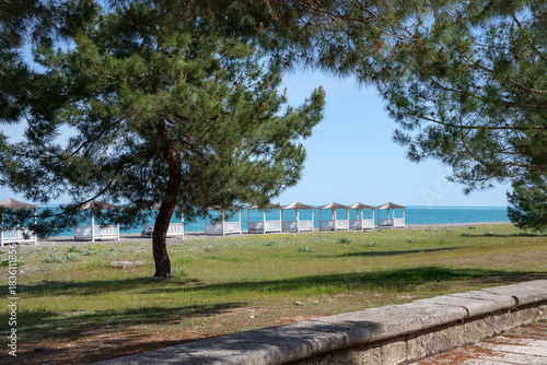 Photos Relict pines on the Black Sea embankment