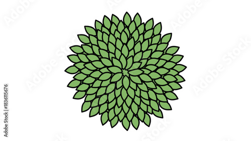 Overhead view of a green plant with many leaves arranged in a circular pattern.