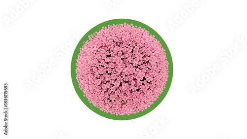 Overhead view of a pink flower head with a green border on a white background.