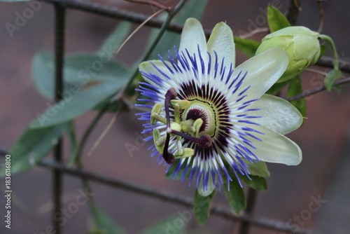 Close-up of purple and white passion flower . Passiflora caerulea in bloom