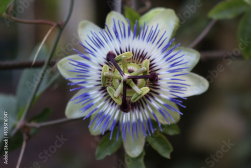 Close-up of purple and white passion flower . Passiflora caerulea in bloom
