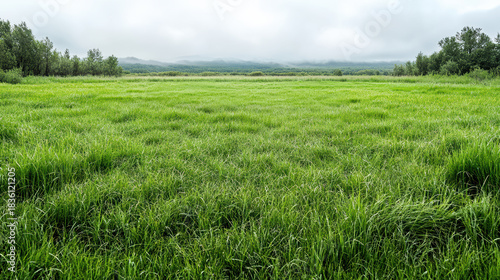 Lush green meadow under overcast sky with misty hills and trees in distance