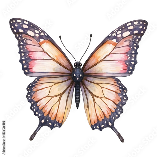 Hand drawn watercolor butterfly