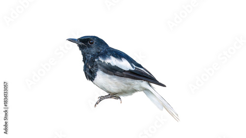 Oriental magpie robin bird on a white background.