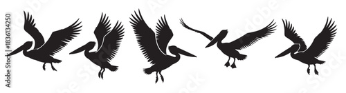 collection of pelican flying silhouettes