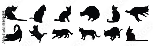 cat silhouetees vector