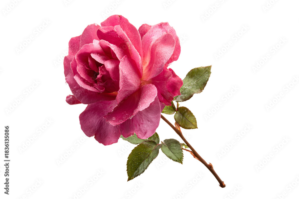 Fototapeta premium Stylized Rose Flower Symbol Isolated on Transparent Background
