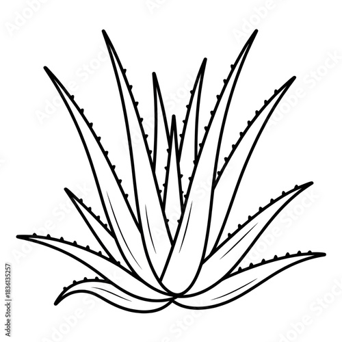 Aloe vera coloring page line art