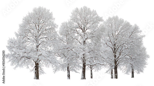Snow covered Douglas trees isolated on transparent background