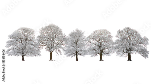 Snow covered Douglas trees isolated on transparent background