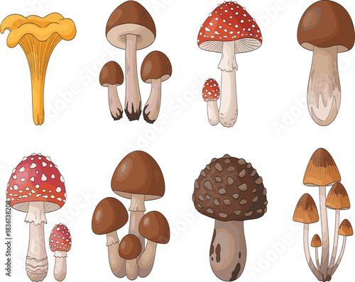 Mushroom Hand Drawn Vector Set Autumn Forest Edible Poisonous