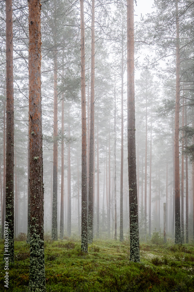 Obraz premium Magical fairytale forest Foggy morning in forest covered of green moss in december. Forest therapy and stress relief