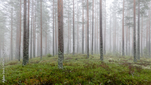 Magical fairytale forest Foggy morning in forest covered of green moss in december. Forest therapy and stress relief