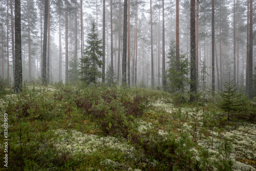 Magical fairytale forest Foggy morning in forest covered of green moss in december. Forest therapy and stress relief