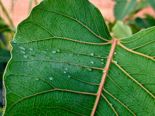 Raindrops on fresh green leaves