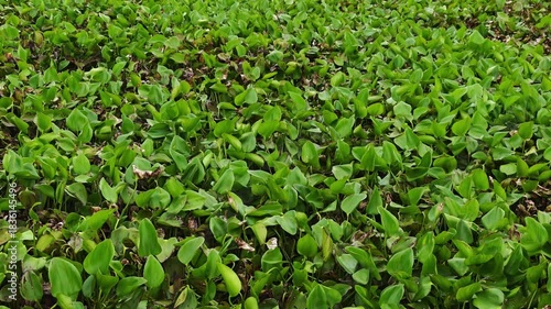 Wallpaper Mural Water hyacinth in canals causes water to lack oxygen. Torontodigital.ca