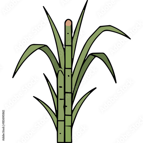 Green Sugarcane Plant With Tall Stalk And Broad Leaves On Black Background Detailed Botanical Illustration