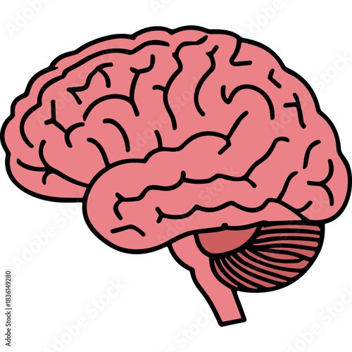 Illustration of a pink human brain in profile against a solid black background emphasizing the cerebral cortex cerebellum and brainstem with anatomical accuracy and clear lines