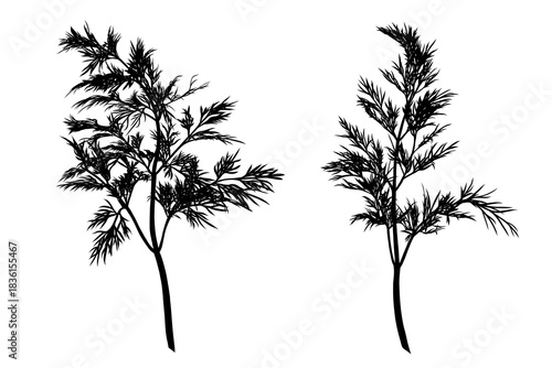 Dill plant monochrome botanical fragrant herbs set, clip art drawing isolated. Graphic hand drawn ink vector