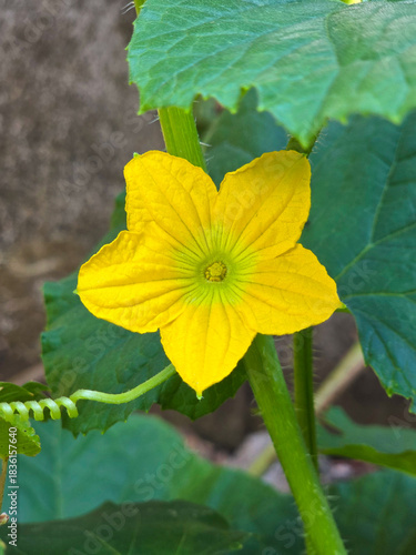 Close-up shot of a bright watermelon flower blossom surrounded by rich green leaves