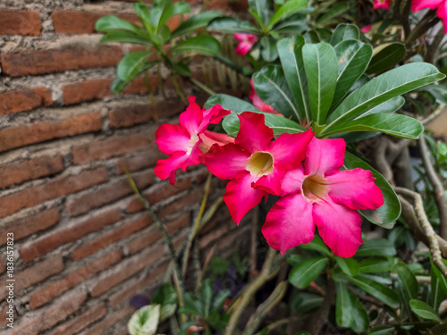 Vibrant pink desert rose flowers blooming beside an old brick wall with natural shadows