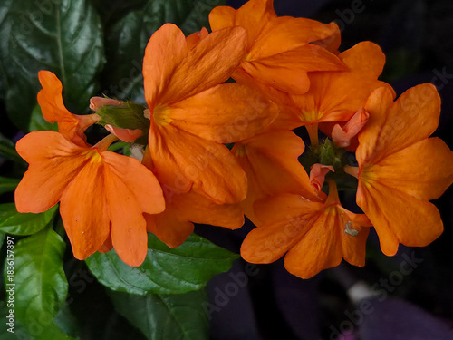 Macro view of striking orange petals (Crossandra infundibuliformis) and fresh green leaves from a tropical flowering plant