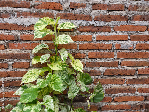 Variegated epipremnum aureum climbing plant growing on old brick wall background