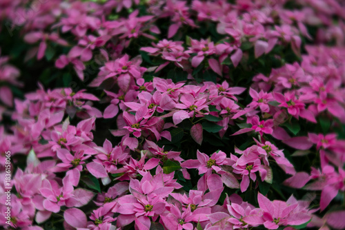 Pink poinsettias arranged in a festive cluster, ideal for Christmas materials, winter décor concepts, and seasonal advertising.