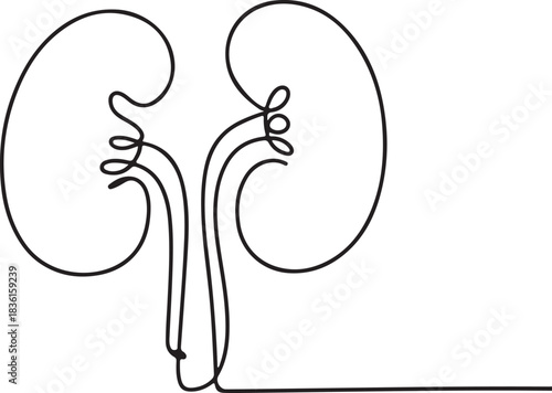Continuous line art illustration of a kidney shape in a clean minimal anatomical style