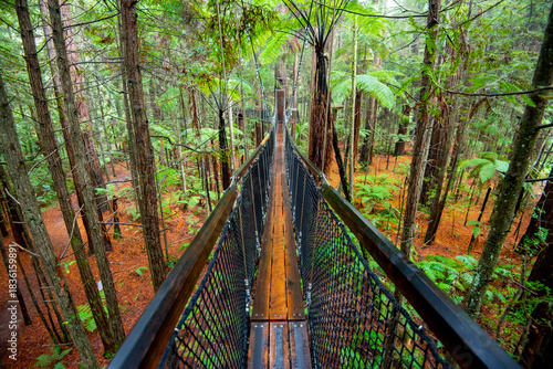 Redwoods Treewalk - Rotorua - New Zealand