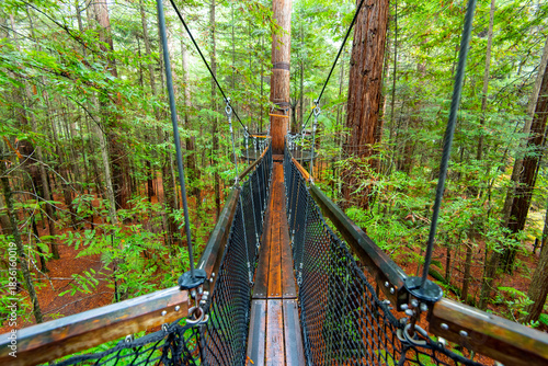 Canvas Print Redwoods Treewalk - Rotorua - New Zealand
