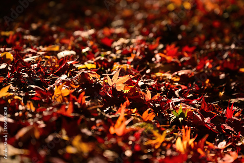 紅葉したモミジ