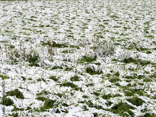 Hierba con nieve en invierno