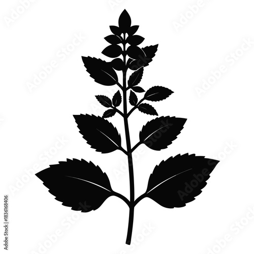 calamintha nepeta silhouette on white