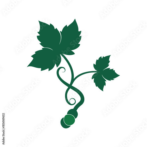 Green grapevine leaf stem with small berries isolated on white Vector