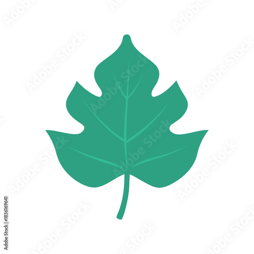 Teal papaya leaf illustration on white background, stylized and simple. Vector