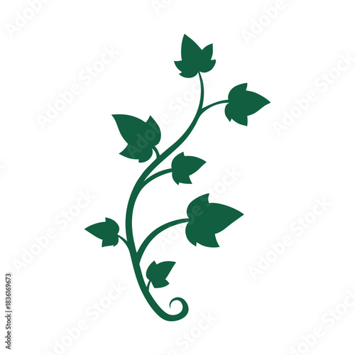 Green ivy vine with leaves, isolated on white background, organic growth, nature Vector