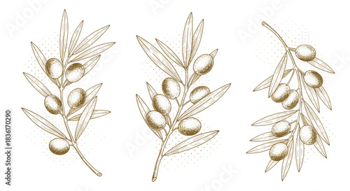 Three olive branches adorned with ripe fruits and slender leaves, depicted in a classic vintage engraving style on a white background.