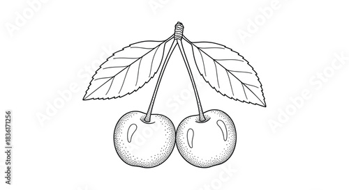 A beautifully rendered botanical line art drawing showcasing two sweet, ripe cherries on a single stem with natural leaves.