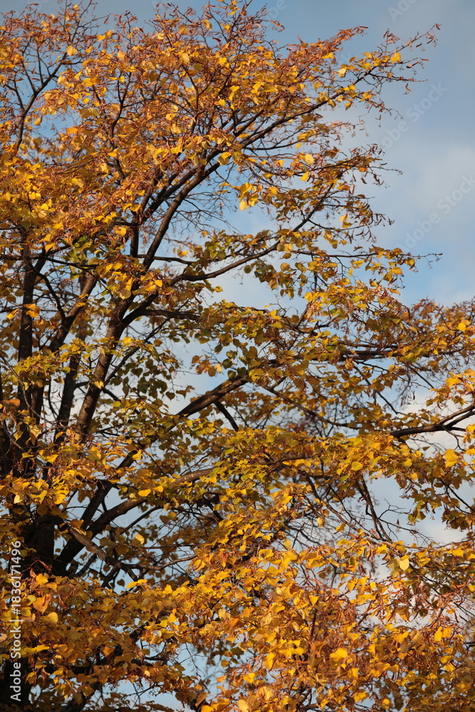 Fototapeta premium 黄葉が熟成を極め、早朝の陽光で金色に輝くシナノキ