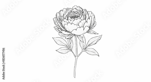 line art illustration of a peony flower on white background with copy space