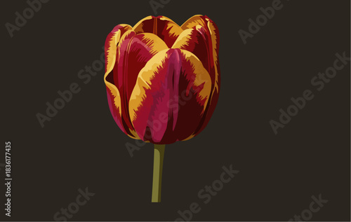 illustration of a red and yellow tulip flower on dark background with copy space