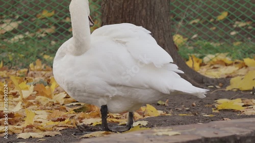 Swan cleans his feathers. high quality video