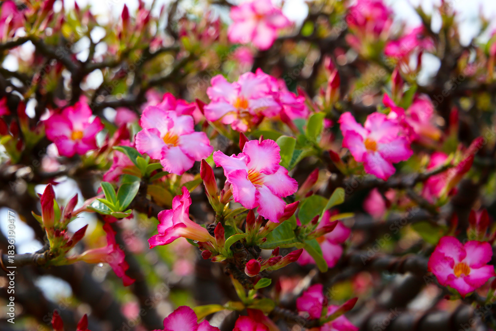 Fototapeta premium Adenium obesum, Close-up of blooming desert rose with green leaves.