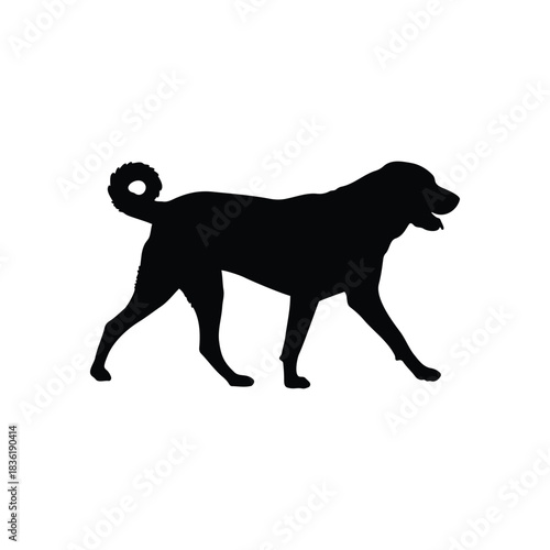 Walking kangal dog silhouette vector flat illustration design.